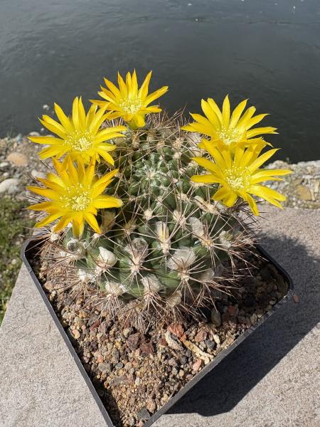 Weingartia riograndensis